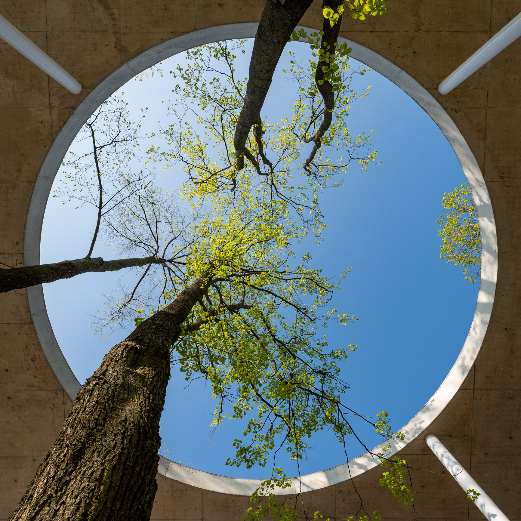 Looking up at tree branches extending through a circular opening in a concrete structure against a clear blue sky.
